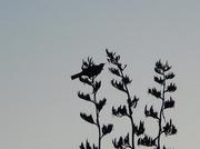 091112_5_Noby.jpg