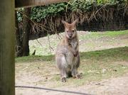091214_Noby4_wallaby.jpg