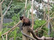 091214_Noby5_monkey.jpg
