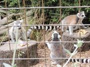 091214_Noby7_lemur.jpg
