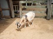 091214_Noby8_goat.jpg