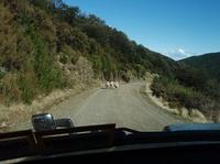 100923_1_Noby_sheep.jpg