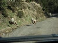 100923_2_Noby_bigsheep.jpg