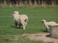 101014_1_Noby_sheep.jpg