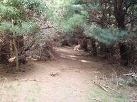 101014_5_Noby_pine.jpg