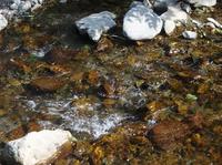 101014_9_Noby_creek.jpg