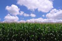 110131_4_Rolly_Corn.jpg