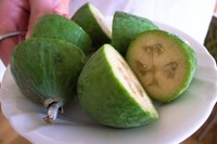 110210_3_Rolly_Fijoa.jpg