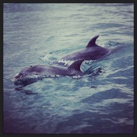 140728_02_Rin_dolphin.JPG