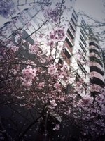 141008_01_Rin_Sakura.JPG