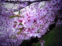 141020_01_Rin_sakura.JPG