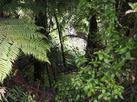 150209_04_Rin_NZ.JPG