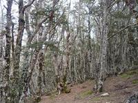 20101101_5_Noby_forest.jpg