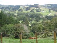 20110328_3_manuka.JPG