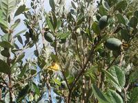 20110414_2_manuka.JPG
