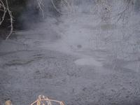 20110502_2_manuka.JPG