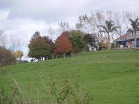 20110519_1_manuka.JPG