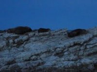 20110719_seal.jpg