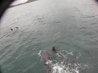 20121128_1_mami_dolphin.JPG