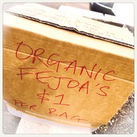 20140327_04_Rin_fejoa.JPG