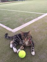 20160502 1 サリー tennis.jpg