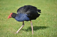 20160922 2 T[@pukeko.jpg