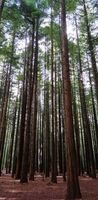 20190722_1_ヒロミ_redwoods1.jpg