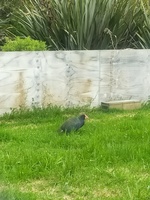 20211215_1_kapotto_Takahe.jpg