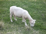porupi_020506_1.jpg